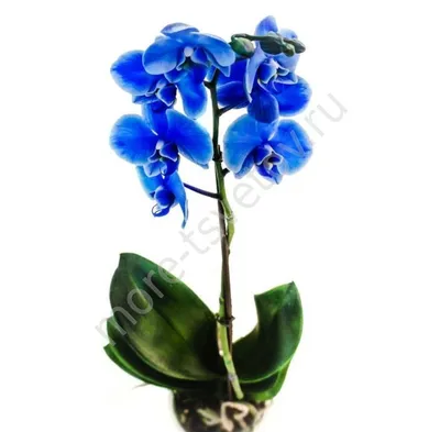 Орхидея синяя сорта Фаленопсис купить НЕДОРОГО с доставкой.