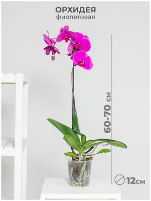 Растение комнатное Орхидея фаленопсис 1 ствол 12 дм живой цветок в горшке  для декора дома и офиса , фиолетовый — купить в интернет-магазине по низкой  цене на Яндекс Маркете