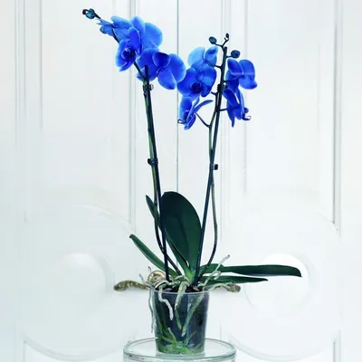 Орхидея фаленопсис синяя купить с доставкой в СПб