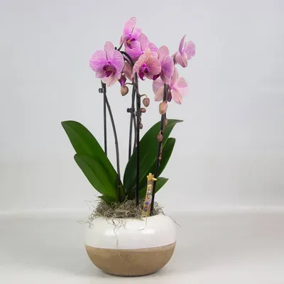 Орхидея в горшке купить