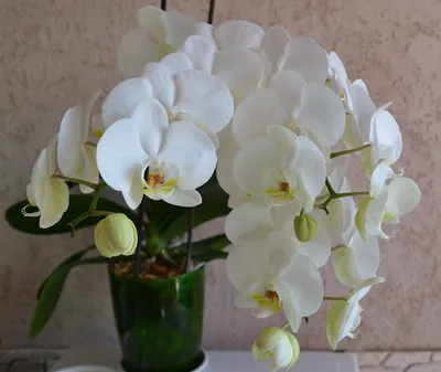 Орхидея домашняя | Как ухаживать за орхидеей в домашних условиях