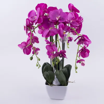 Искусственная орхидея в кашпо гиган фиолетовую. Купить орхидею. Цветы в  горшках купить Харьков
