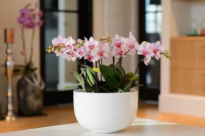 Мотылек орхидеи Комнатное растение Цветник Розы, цветок, фиолетовый,  ботаника png | PNGEgg