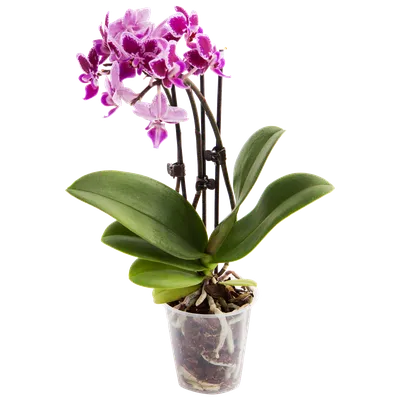 Орхидея фаленопсис: уход, болезни, виды, размножение - archidea.com.ua