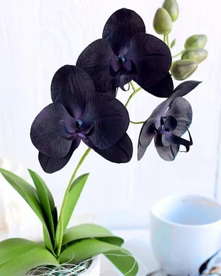 Можно ли держать дома орхидеи: красивые цветы для интерьера и для души —  Roomble.com