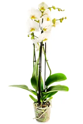 Белая орхидея по цене 2681 ₽ - купить в RoseMarkt с доставкой по  Санкт-Петербургу