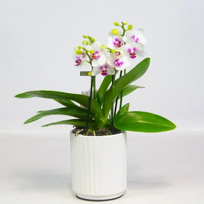 Купить Цветок декоративный в горшке Орхидея 15 х 38 по выгодной цене в  интернет-магазине OZON.ru