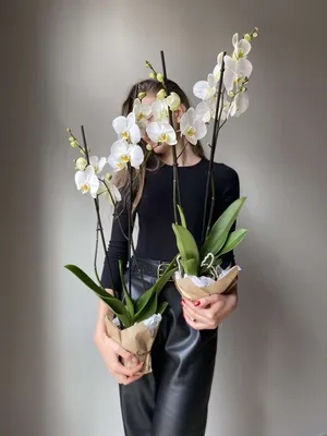 Орхидея - Уход в домашних условиях - Советы
