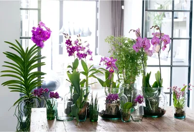 Купить орхидеи в Москве - доставка орхидей на дом, заказать орхидеи в горшке  в интернет-магазине \"Мир орхидей\"