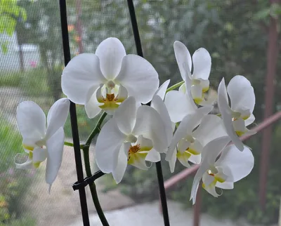 BnBkeramik Keramika Dlya Kazhdogo - Выбираем правильный горшок для орхидеи  Орхидея – очень красивый и вместе с тем чувствительный цветок, для которого  нужны особые комнатные условия, приближенные к природным, иначе она просто