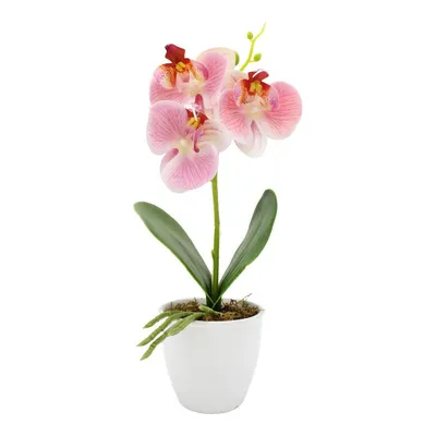 орхидея в горшке на подоконнике. Стоковое Фото - изображение насчитывающей  цвет, день: 210322808