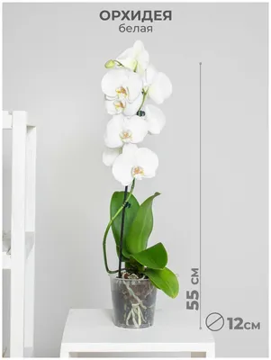 Растение комнатное Орхидея фаленопсис 1 ствол 12 дм живой цветок в горшке  для декора дома и офиса , белая — купить в интернет-магазине по низкой цене  на Яндекс Маркете