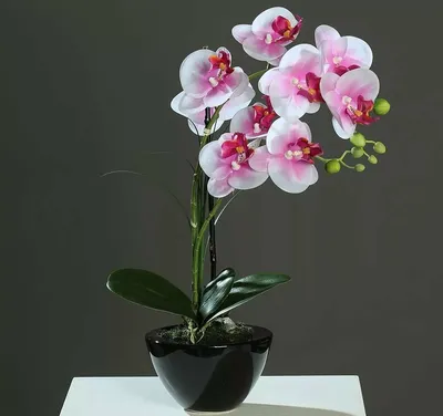 Купить «Розовая орхидея Фаленопсис» в Петропавловске-Камчатском -  «Цветочная сказка»