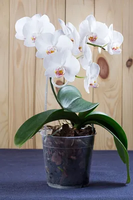 Фотообои Орхидея в горшке №20599 - цена, фото, отзывы | АВС-Decor