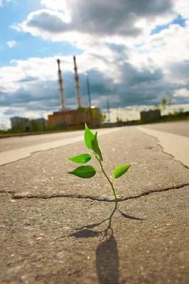 Молодое растение пробивается сквозь асфальт на городской дороге. | Премиум  Фото