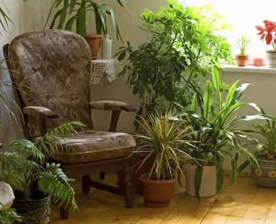 Разнообразие декоративно-лиственных комнатных растений: названия,  особенности и фото