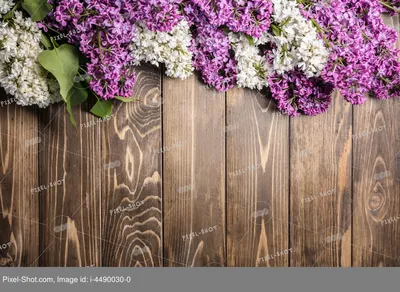 Красивая цветущая сирень на деревянном фоне :: Стоковая фотография ::  Pixel-Shot Studio