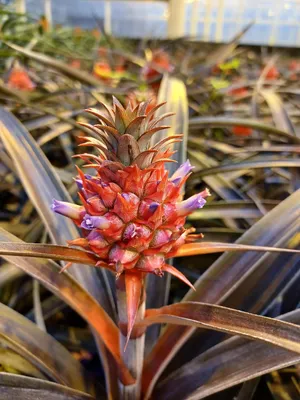 Цветущий ананас | Пикабу