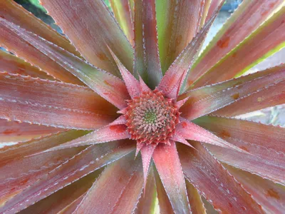 Цветущий ананас фото