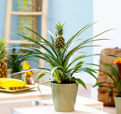 Комнатный ананас: уход и выращивание в домашних условиях, размножение