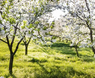 Срочно идем гулять: 9 цветущих яблоневых садов в Минске - CityDog.io