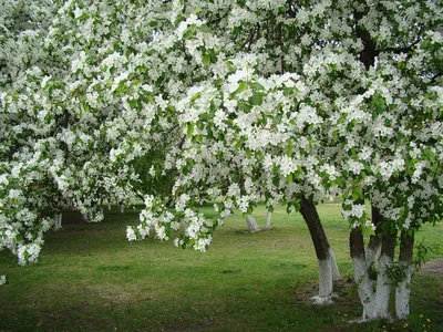 В Нижнекамске посадят новый яблоневый сад