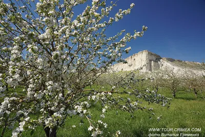 Цветущий яблоневый сад у Белой скалы. Май 2021 | Крымский Туристический  Навигатор