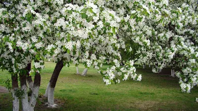 Цветущая яблоня в саду - весенние фото яблони