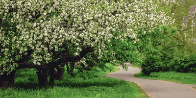 Сезон садов: в каких московских парках скоро зацветут яблони и сирень /  Новости города / Сайт Москвы