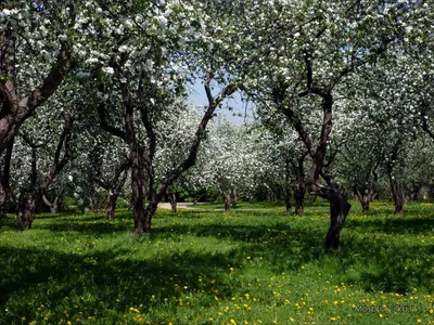 Моспрогулка: Цветение яблоневых садов в Коломенском. Блог о Москве и её  примечательностях.