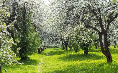 Экскурсия в яблоневый сад 2023, Елабужский район — дата и место проведения,  программа мероприятия.