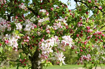 Цветущий яблоневый сад фото