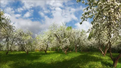 Яблоневые сады в Тульской области - фото и картинки: 60 штук