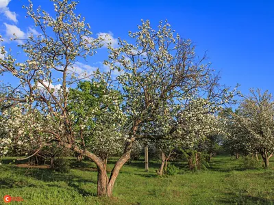 Яблоневый сад 🍎 на краю Кумысной поляны у Тенистого пруда