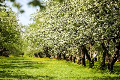 Яблочное дерево | Цветущие деревья, Пейзажи, Фруктовые деревья