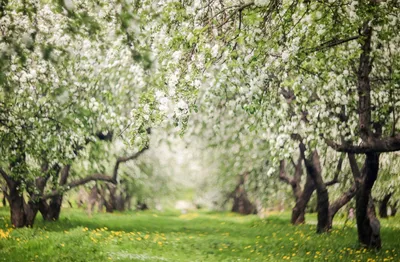 Яблоневый сад фон - 65 фото