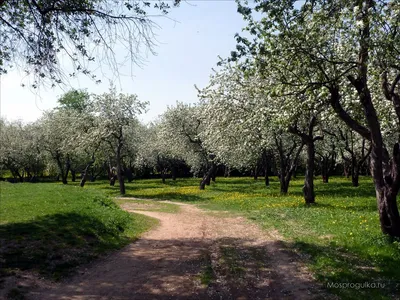 Моспрогулка: Цветение яблоневых садов в Коломенском. Блог о Москве и её  примечательностях.