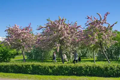Яблоневый сад - уникальный парк с фруктовыми деревьями