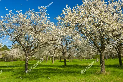 Цветущий яблоневый сад на зеленых полях ArtWall