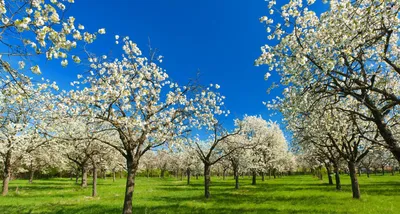 Яблоневый парк для проведения фестиваля цветения откроют под Тамбовом к маю  2020 года — Новый Тамбов