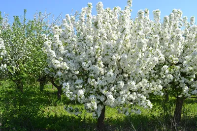 Жасминовая» яблоня — Cелекционно-декоративный питомник растений Долматовых.  Город Орел