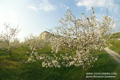 Цветущий яблоневый сад у подножия Белой скалы. Прекрасный вечер после  майского дождя. | Новости курортов Крыма