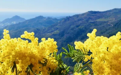 Праздник цветения мимозы в Абхазии