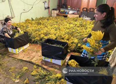 В Абхазии готовят к отправке в Россию мимозу к 8 марта | РИА Новости  Медиабанк