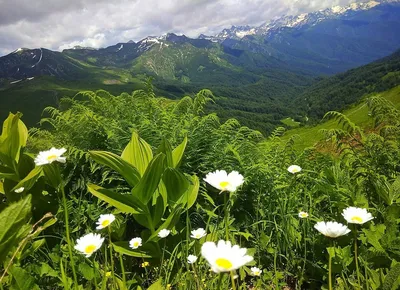 Растения Абхазии - фото и картинки: 70 штук