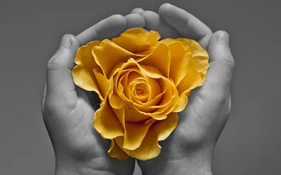 Обои для рабочего стола Сердце роза Желтый цветок рука
