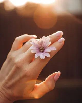 Фото Розовый цветок в руке девушки