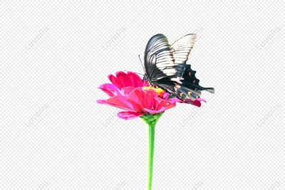 Цветы и бабочки изображение_Фото номер 401413033_PNG Формат  изображения_ru.lovepik.com