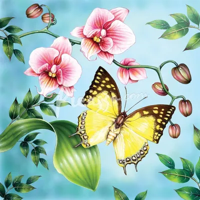 Цветы и бабочки рисунки - 81 фото