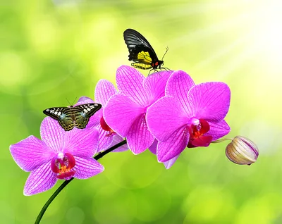 Картинки бабочка роза Орхидеи Цветы